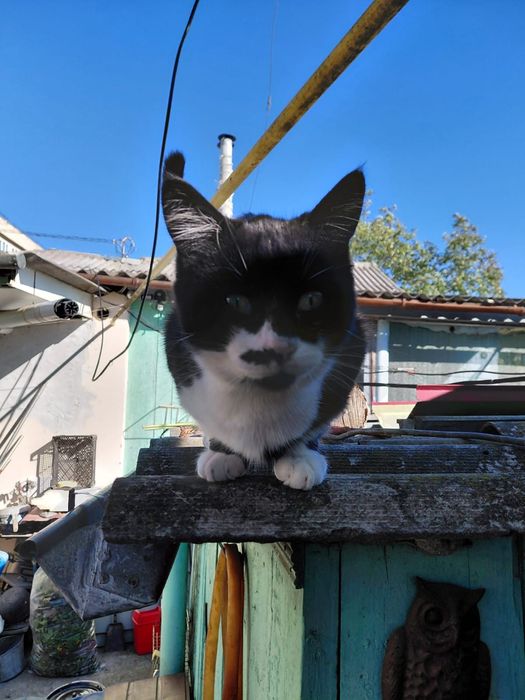 Отдам в хорошие руки котика