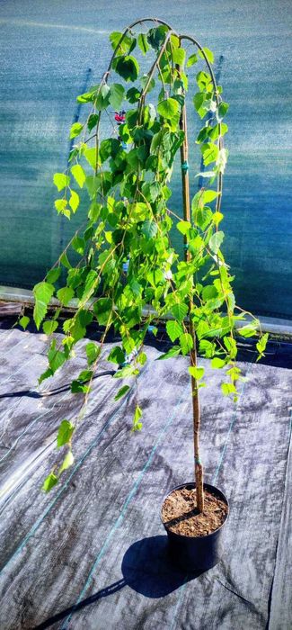 Ялівець на штамбі,модрина, штамбові дерева,береза, сакура, магнолія