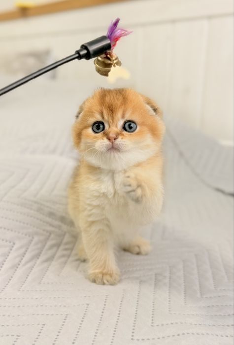 Чистокровні шотланські хлопчики та дівчинка