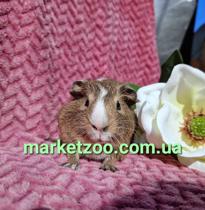 морская морська свинка морские морськi свинки америкаська висловуха аг