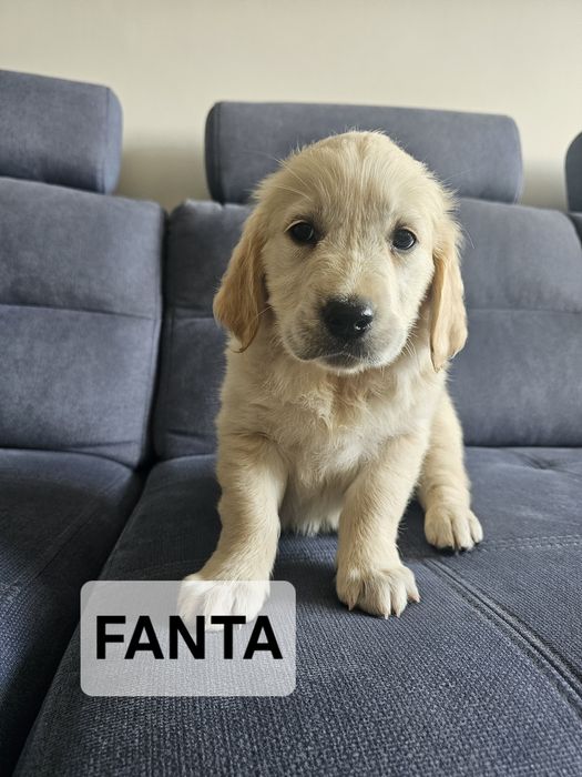 Golden Retriever suczka