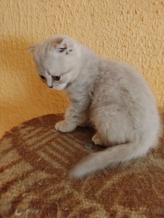 Продам шотландського котіка