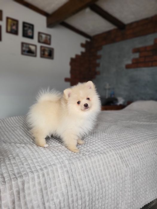 Szpic miniaturowy pomeranian