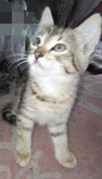 Сіро-руденьке кошеня-тигреня Санні, 1,5 міс