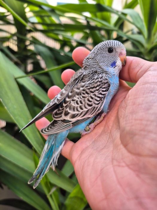 Periquito Australiano BfBw