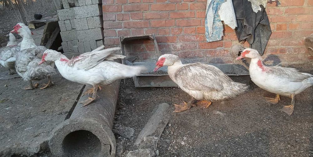Яйця важкої індокачки німецької лінії, яйца мускусной утки