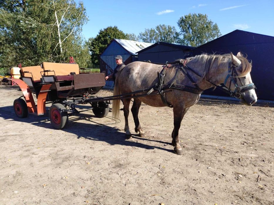 Zaprzęgana źrebna klacz ze źrebakiem