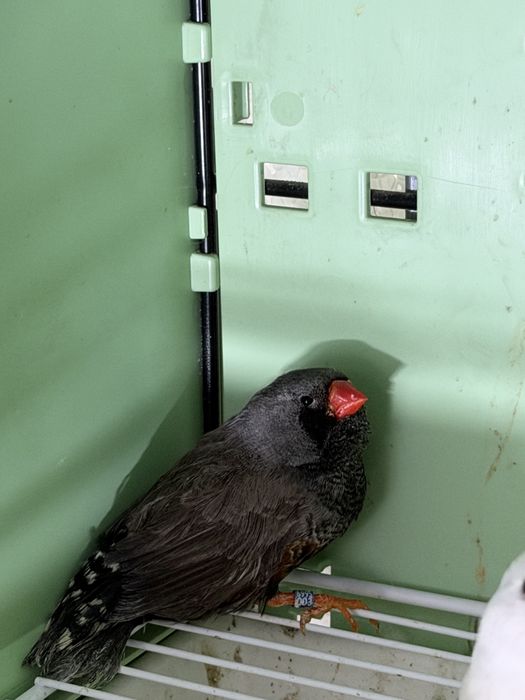 Para ceder mandarins, e aves afinanas como , peito celeste , pytilia, cremesim etc…