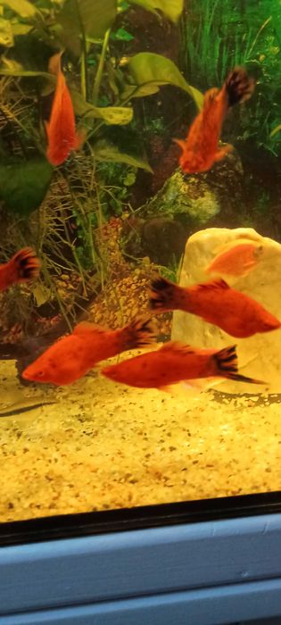 Sprzedam mieczyki samce.