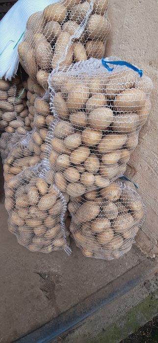 Ziemniaki Irga, Ricarda,  25zl-15kg. Paszowe, drobne 10zl-15kg