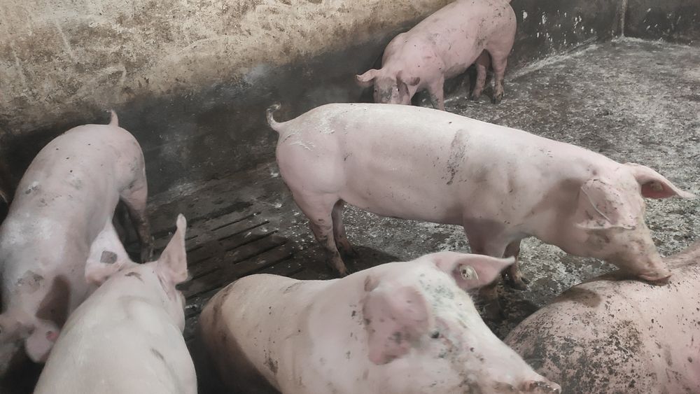 Продам свинок ( Ф1) Велика Біла + Ландрас