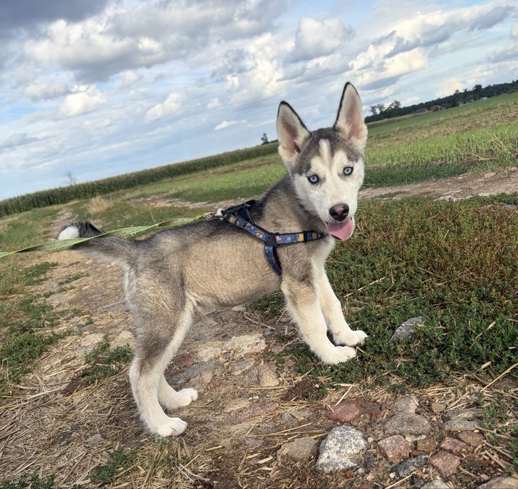 Piesek Syberian Husky