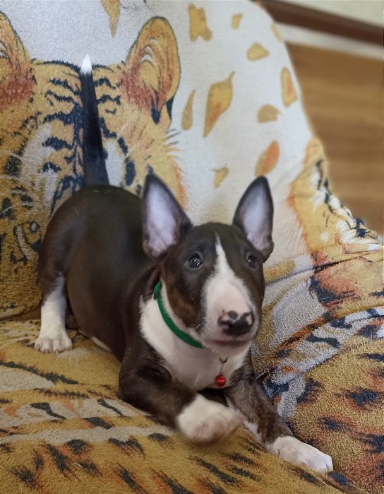 Бультер'єр мініатюрний для в'язок