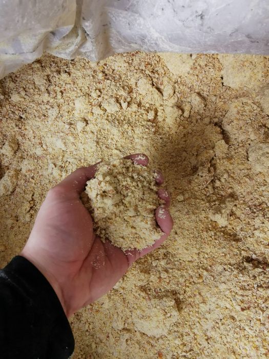 Mielona kukurydza CCM