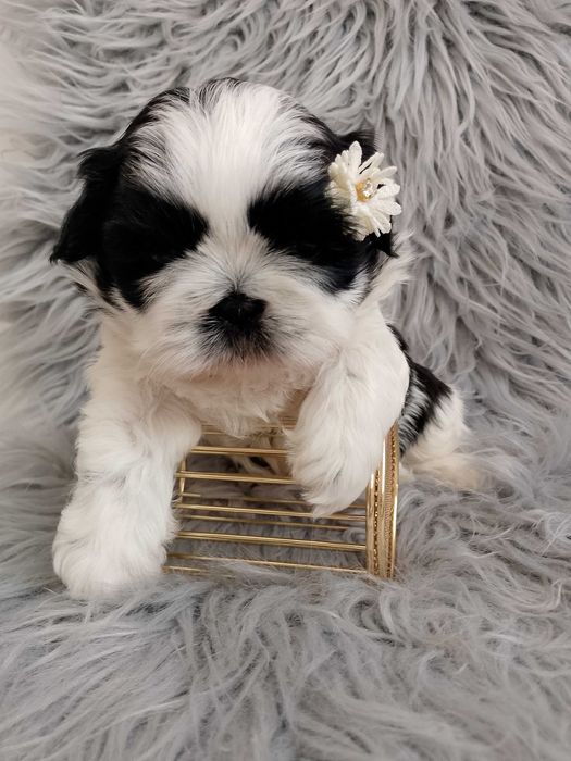 Piesek rasy Shih-Tzu szuka domku biało czarny