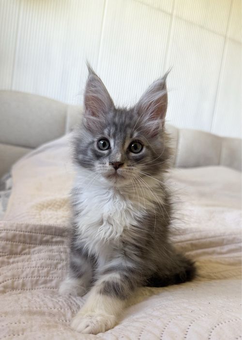 Śliczny kocurek Maine Coon