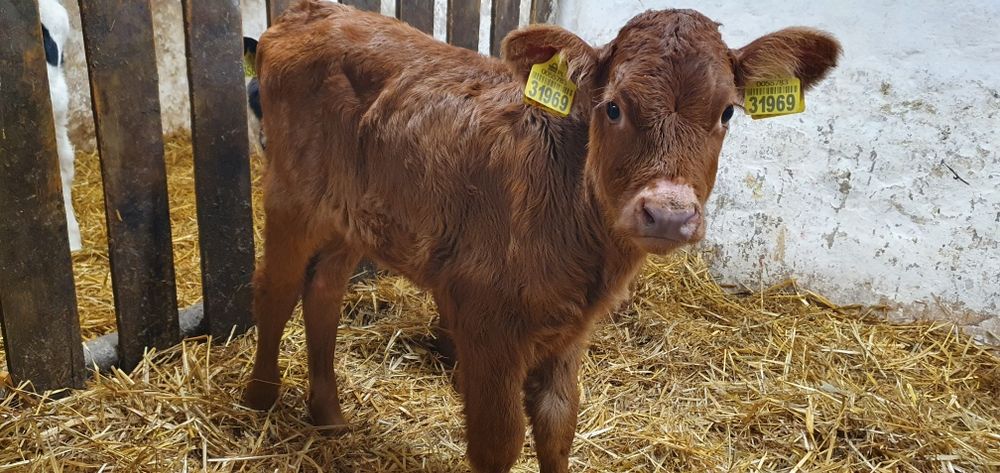 Byczki jałoszki cielaki, mięsne, mieszańce, NCB, HF sprzedam