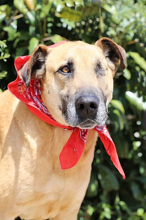 Milagre - cão grande para adoção