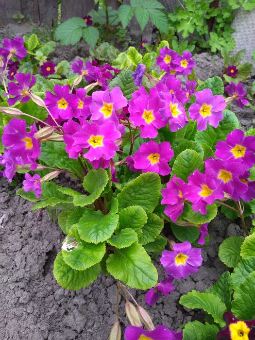 Примула садова первоцвіт