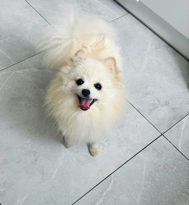 **Beza** Szpic miniaturowy, pomeranian