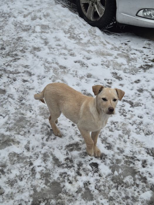 Oddam pieska za darmo