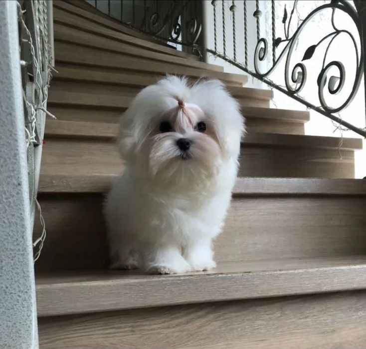 Чудові мальтійські болонки