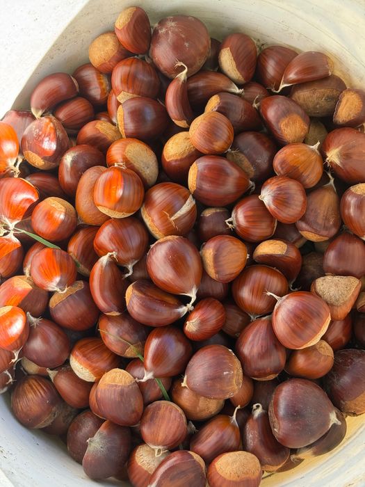 Castanhas Biológicas