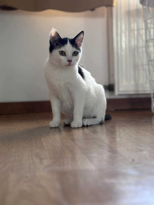 Młody kot szuka domu