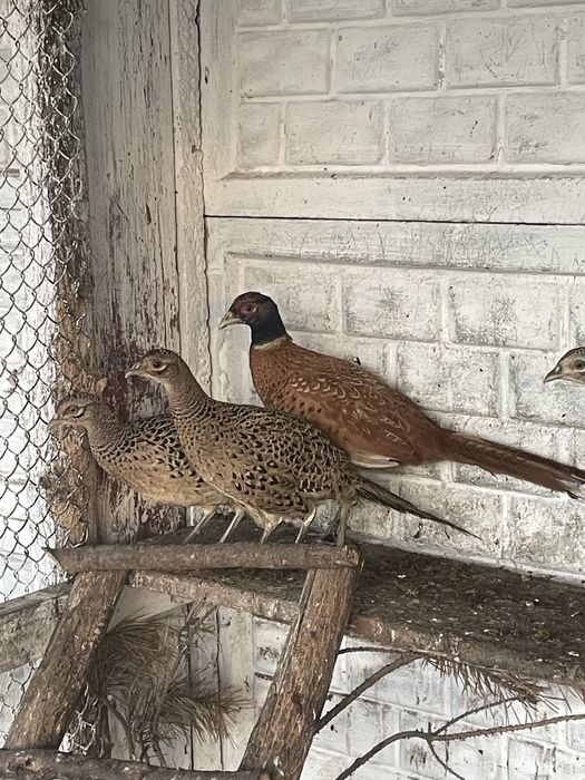 Фазани сімя мисливські