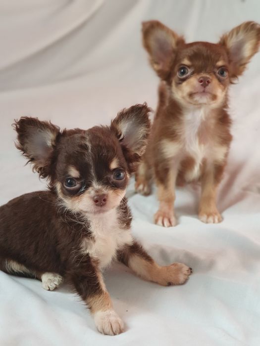 Мини мини девочка чихуахуа