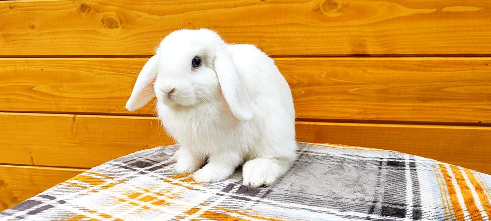 Rasowy mini lop królik miniaturka baranek karzełek