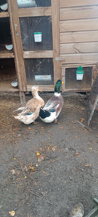 Parka kaczek staropolskich czubatych