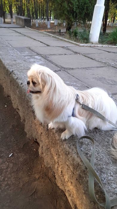 Пекинес предлагает вязку