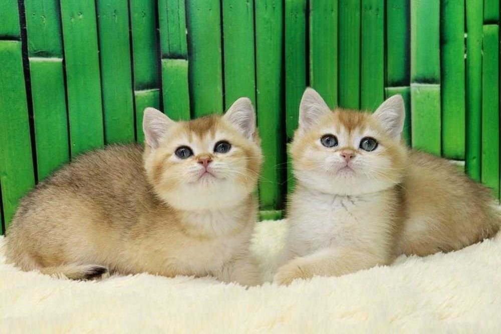 ny 24, ny 11, ny 12, ny 25-предлагается британский котёнок.