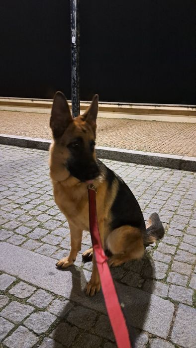 Adoção Responsável: Roma, Pastora Alemã, procura nova família