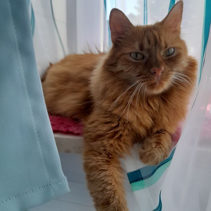 Oddam kota w dobre ręce