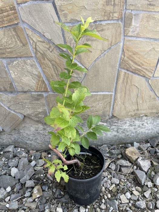 Borówka amerykańska  łac. Vaccinium corymbodum odmiany Chandler Spartan Duke
