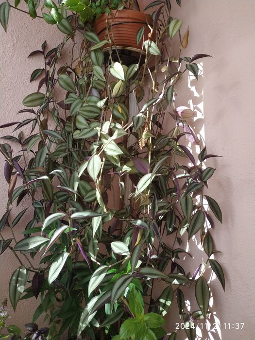 Традесканція зеброподібна