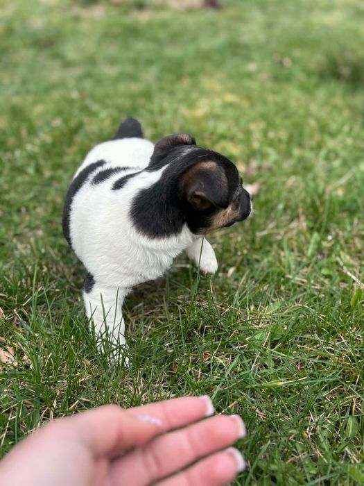 Jack Russell Terrier