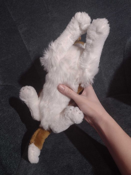 Кіт - рюкзак та кенгуру