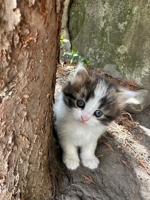 Відам кошення безкоштовно