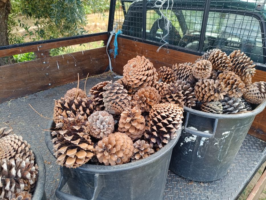 Saca com pinhas a melhor acendanha natural variedade de preço.