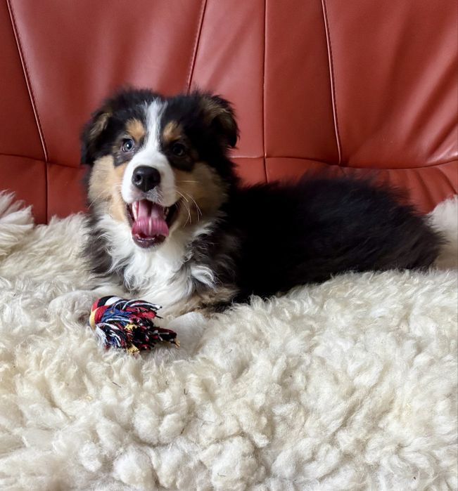 Owczarek australijski-piesek