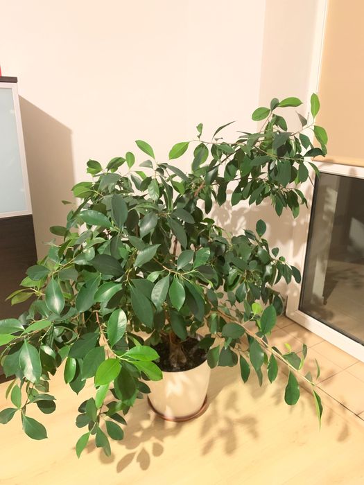 Kwiat fkus bonsai