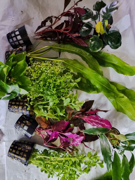 Rosliny koszyk premium sklep schangri.pl podwodny swiat kraków