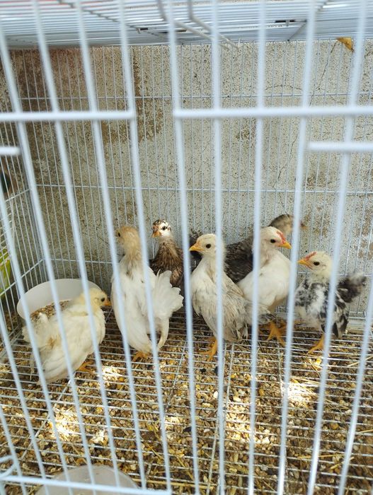 seramas mini galinha