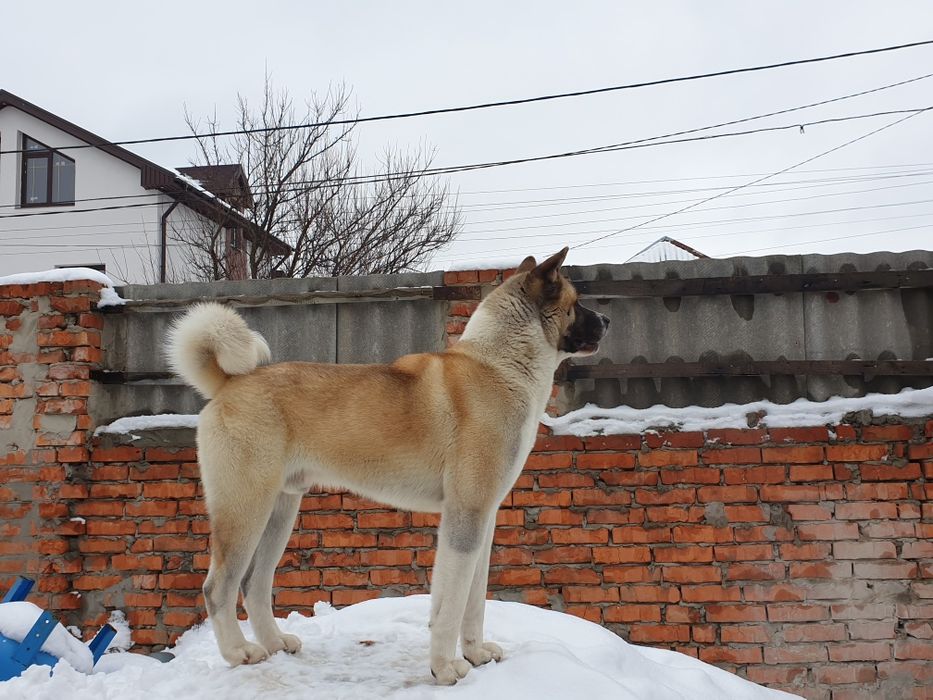 В'язка, Американська Акіта, Американская Акита, Київ, Бровари