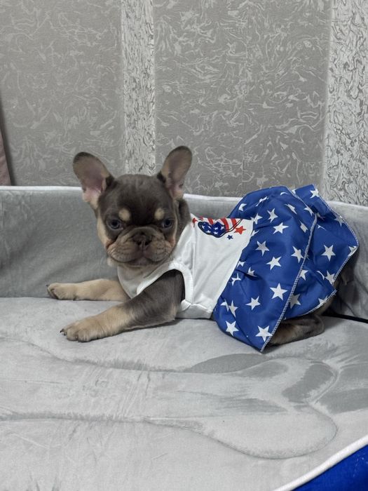 Ексклюзивні цуценятафранцузький бульдог! Розплідник!Доставка