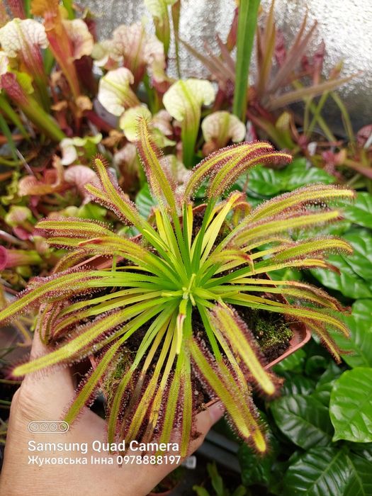 Насіння росянки СПРАВЖНЄ, хижа рослина