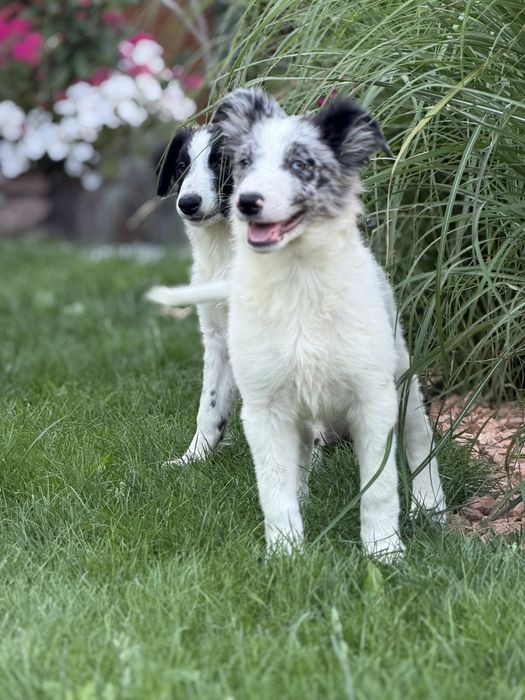 Piesek blue merle border collie